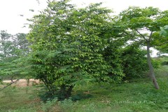 Hydnocarpus pentandrus